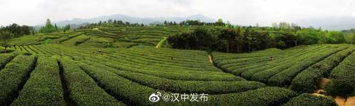 16139772493655700.jpg e59fab149a7cc2917a3819d7bf57e1a2.jpeg